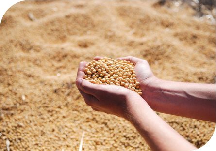 Обробка та зберігання зерна